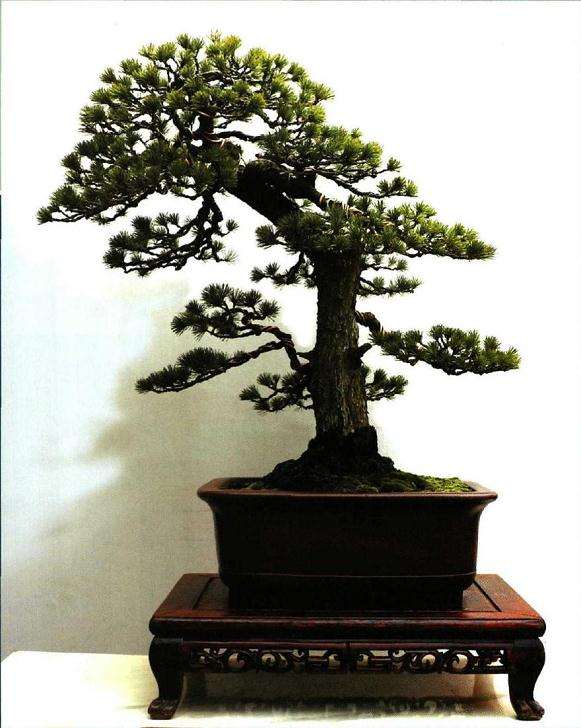 图解 怎样制作树龄50年的五针松盆景