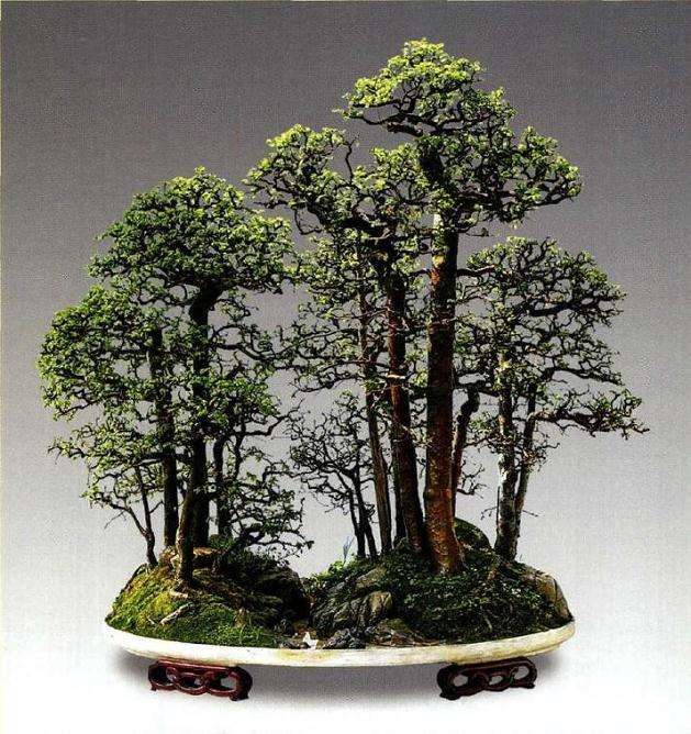 树石盆景的景与盆的怎样比例