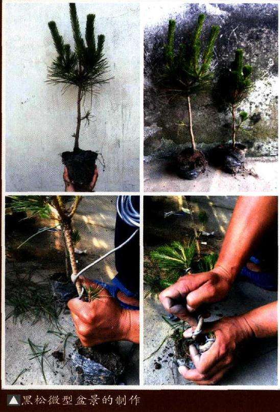 制作微型盆景怎样选材的方法