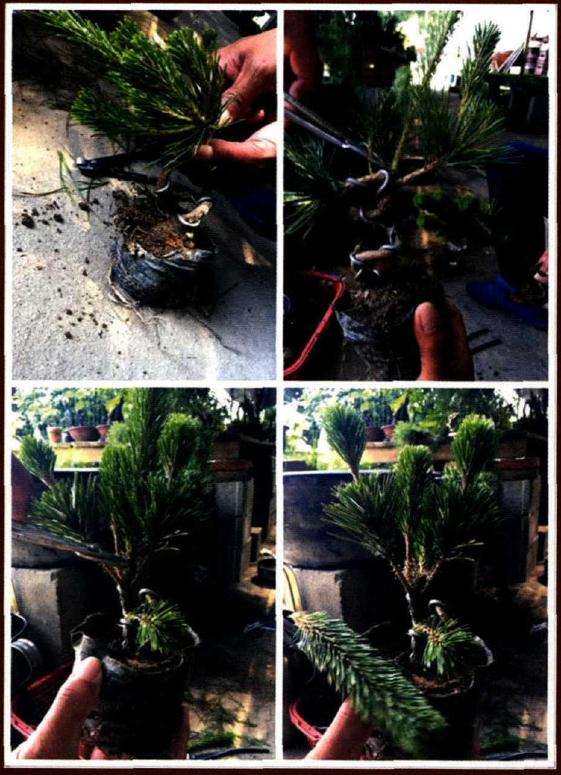 黑松盆景怎样用铝丝蟠扎造型的方法