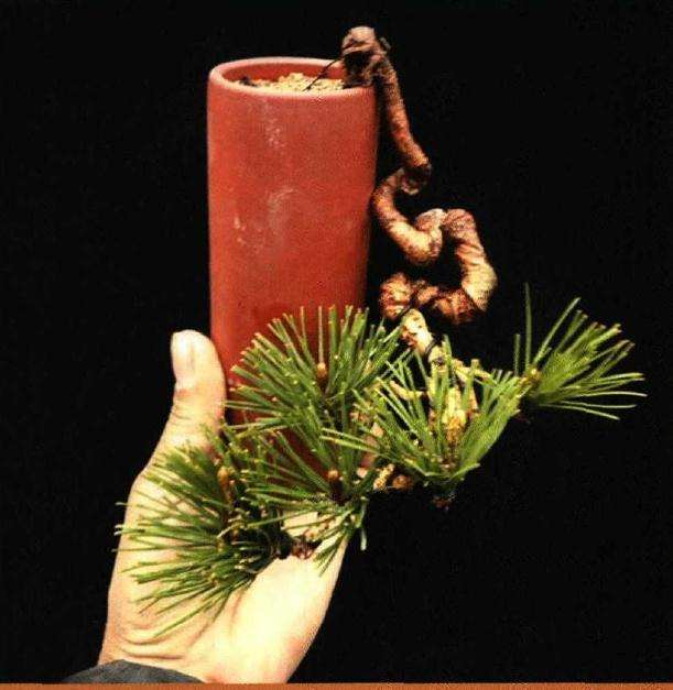 黑松盆景在造型前怎样地栽的方法