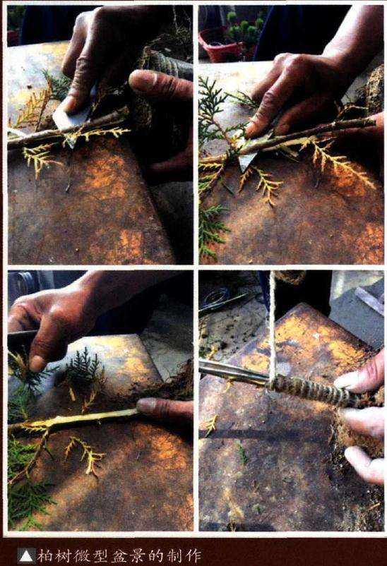 真柏盆景地栽后怎样上盆造型 图片