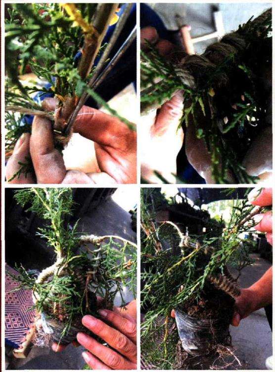 真柏盆景地栽后怎样上盆造型 图片