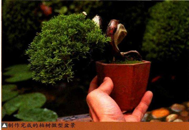 真柏盆景地栽后怎样上盆造型 图片