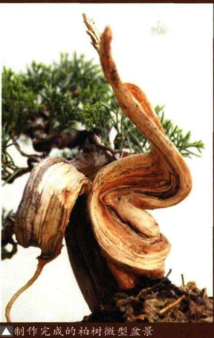 真柏盆景地栽后怎样上盆造型 图片