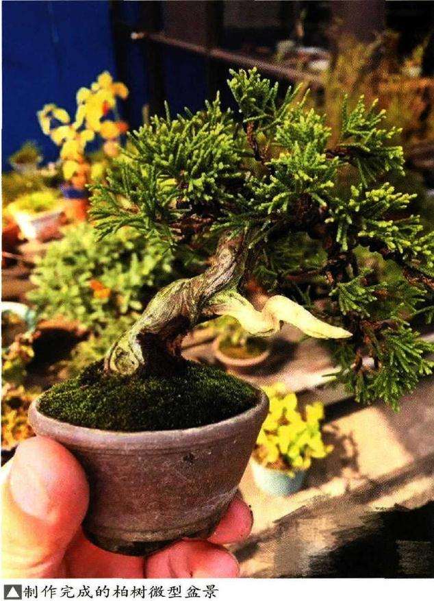 真柏盆景地栽后怎样上盆造型 图片