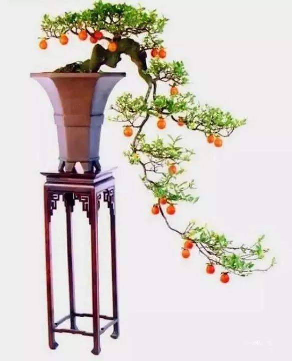 图解 怎样制作悬崖式盆景的方法