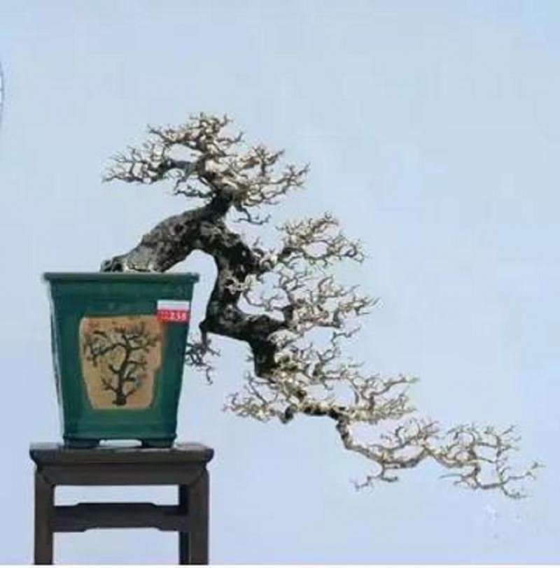 图解 怎样制作悬崖式盆景的方法