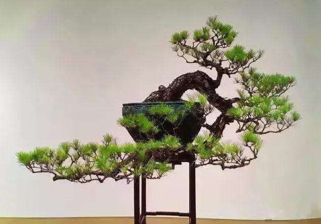 图解 怎样制作悬崖式盆景的方法