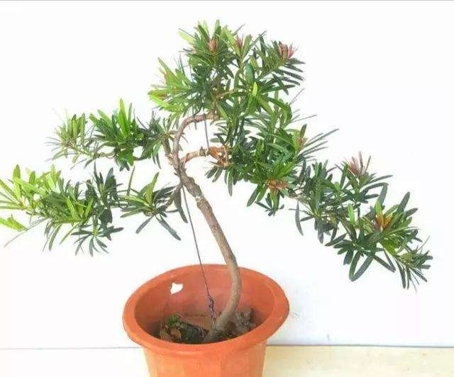 如何给罗汉松盆景造型的方法