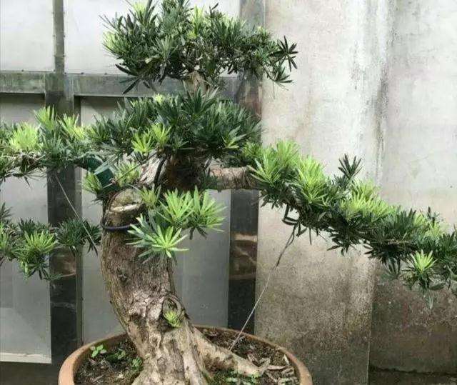 如何给罗汉松盆景造型的方法