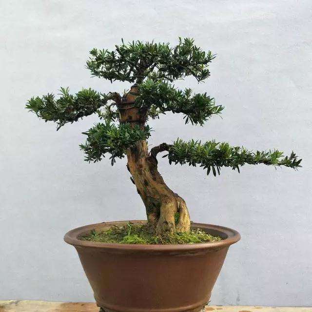 怎样养护罗汉松盆景的4个方法