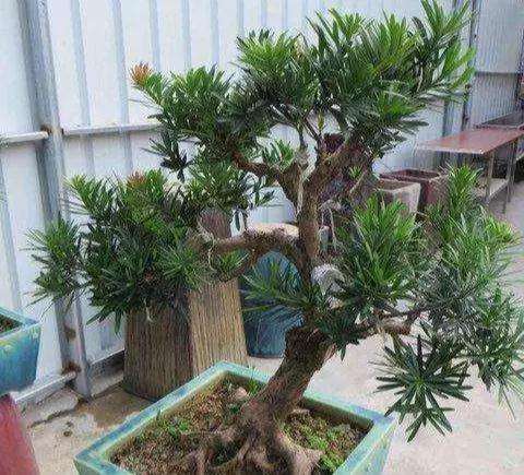 怎样养护罗汉松盆景的4个方法