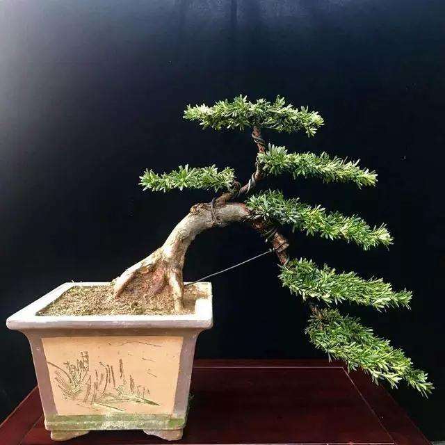 罗汉松盆景都是有哪些品种