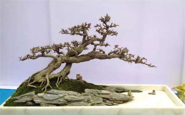 盆景怎样翻盆换土的方法有哪些