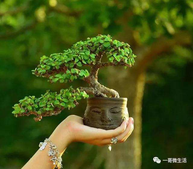 自制微型盆景怎样用铝丝进行盘扎