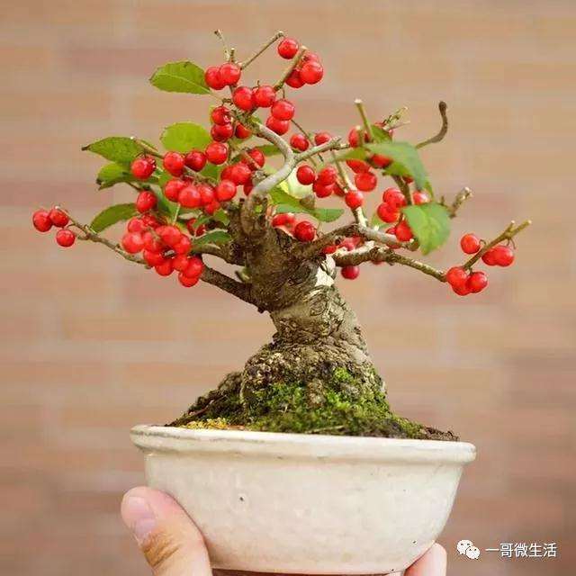 自制微型盆景怎样用铝丝进行盘扎