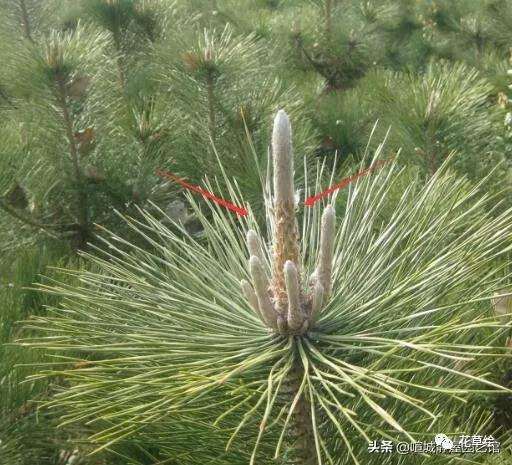 山松盆景怎样日常养护的3个方法