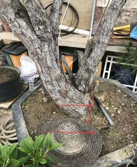 山松盆景怎样日常养护的3个方法