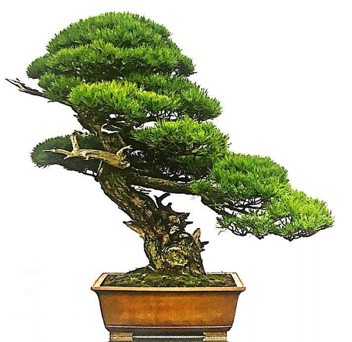 十款最好的盆景造型有哪些 图片