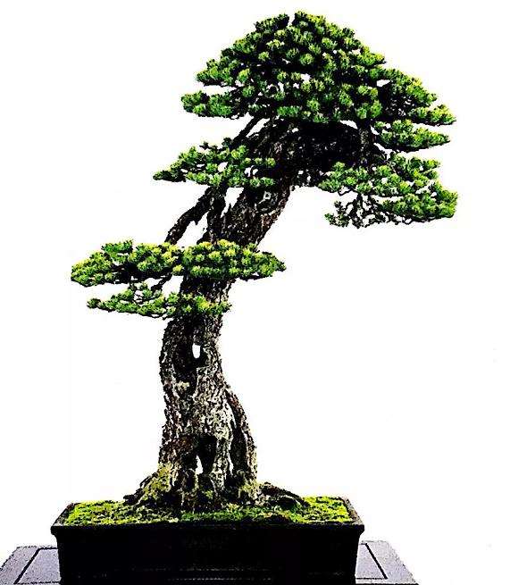 十款最好的盆景造型有哪些 图片