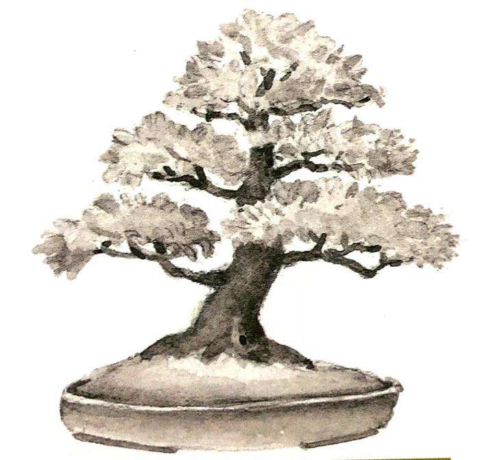 十款最好的盆景造型有哪些 图片