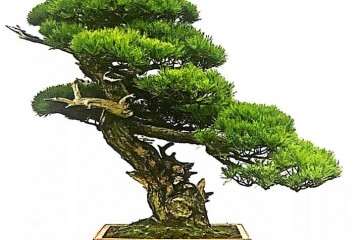 十款最好的盆景造型有哪些 图片