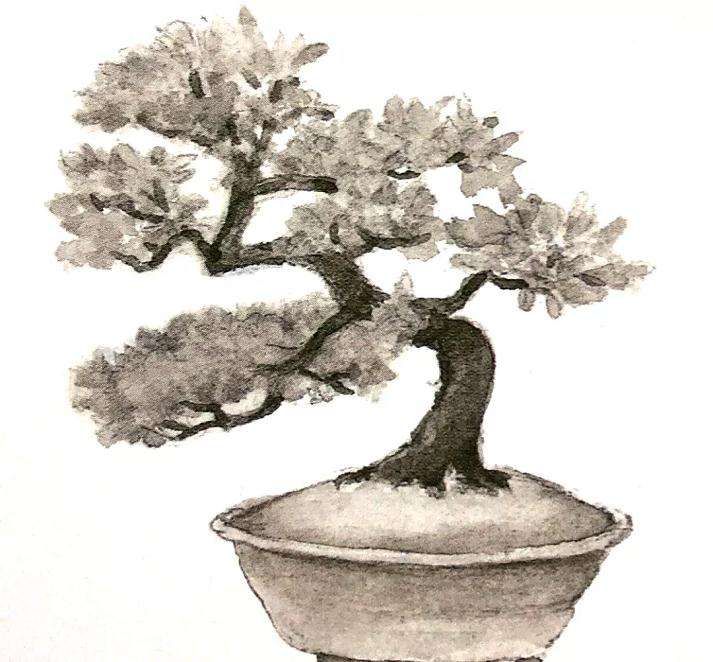 十款最好的盆景造型有哪些 图片