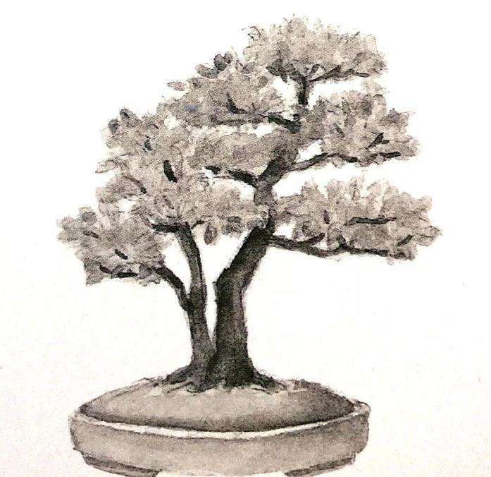 十款最好的盆景造型有哪些 图片