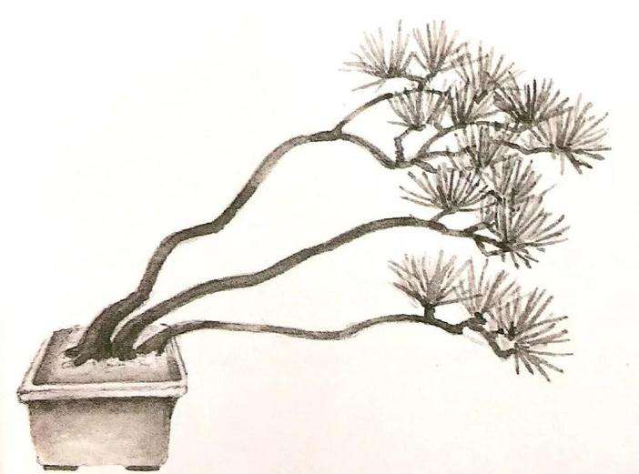 十款最好的盆景造型有哪些 图片