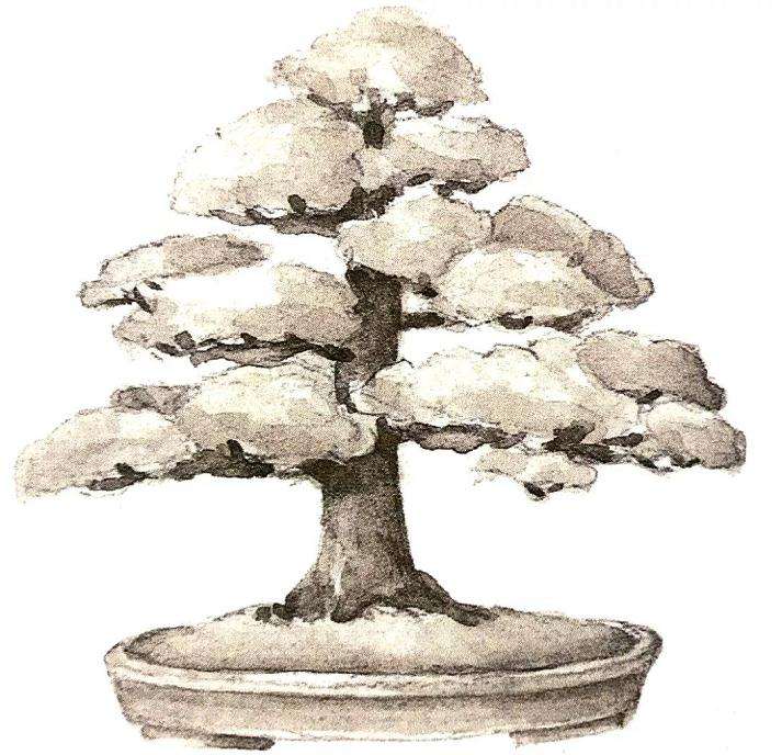 十款最好的盆景造型有哪些 图片