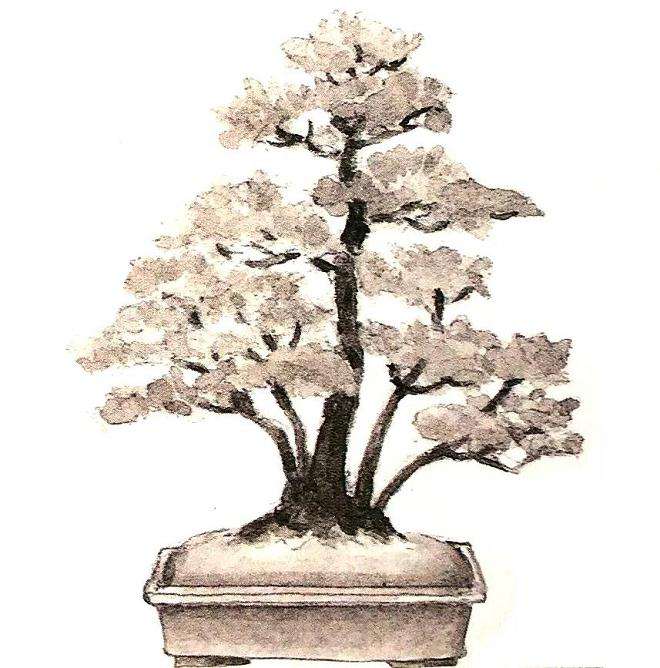 十款最好的盆景造型有哪些 图片
