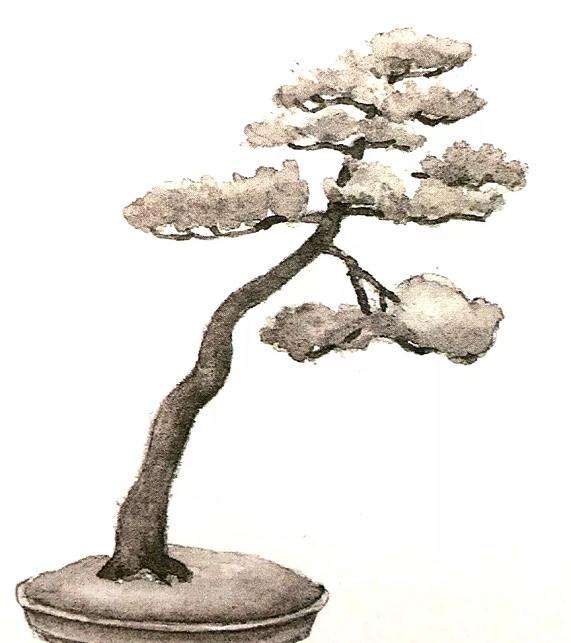 十款最好的盆景造型有哪些 图片