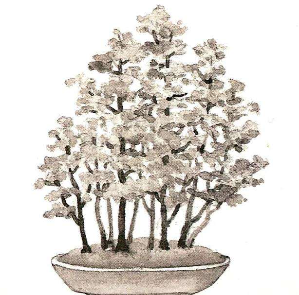 十款最好的盆景造型有哪些 图片