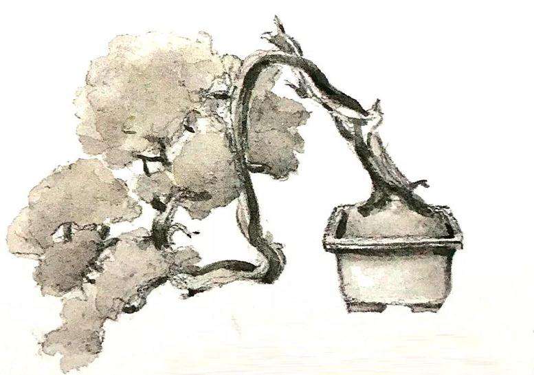 十款最好的盆景造型有哪些 图片