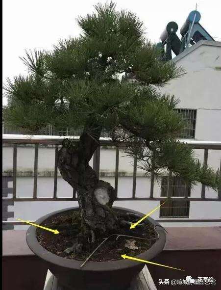 黑松不耐干旱 要及时浇水