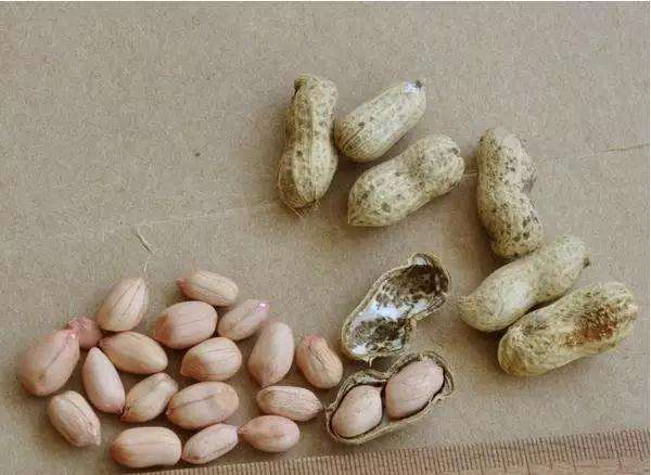 怎样制作花生盆景的方法