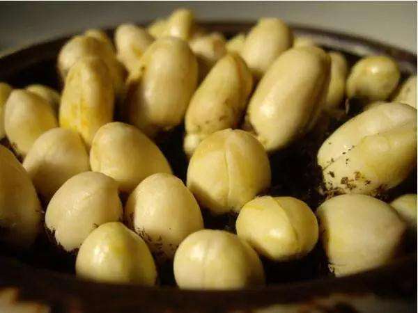 怎样制作花生盆景的方法