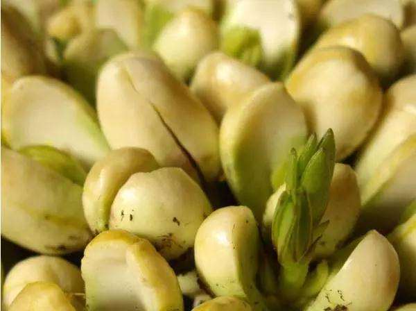 怎样制作花生盆景的方法