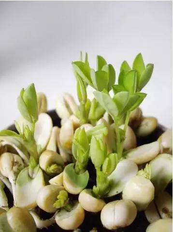 怎样制作花生盆景的方法