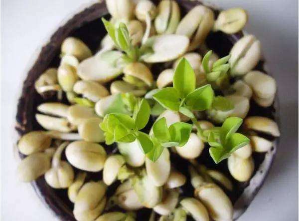 怎样制作花生盆景的方法