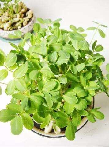 怎样制作花生盆景的方法