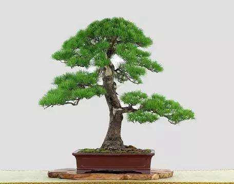 怎样做好盆景的立意的构思的方法