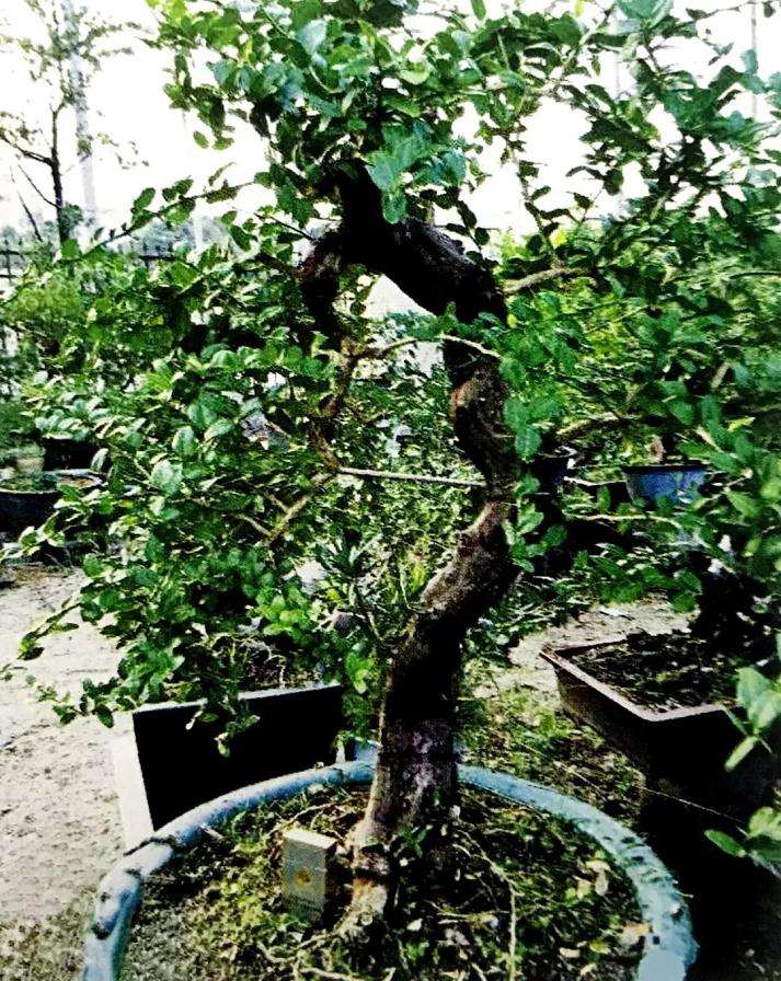 山橘盆景怎样造型设计的方法