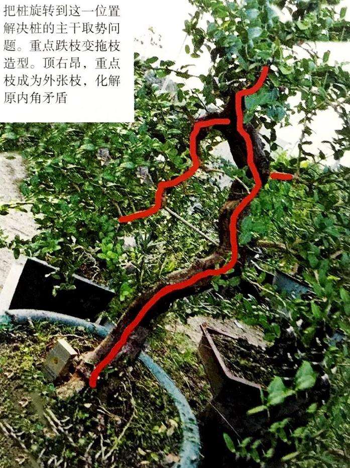 山橘盆景怎样造型设计的方法