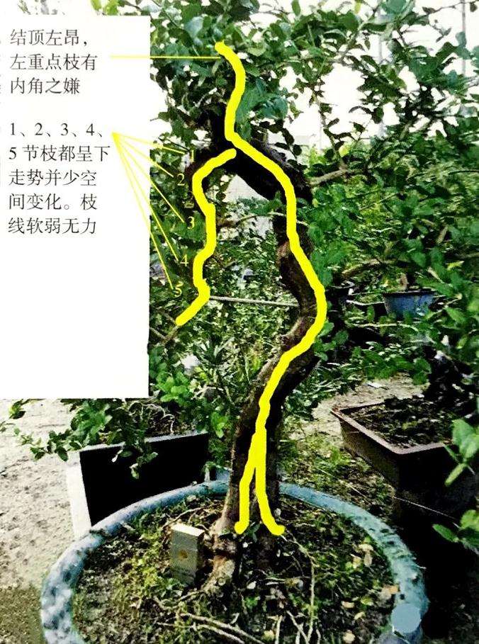 山橘盆景怎样造型设计的方法