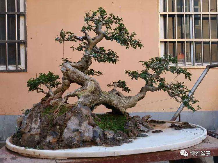 京山对节白蜡盆景轰在园博会上轰动全国