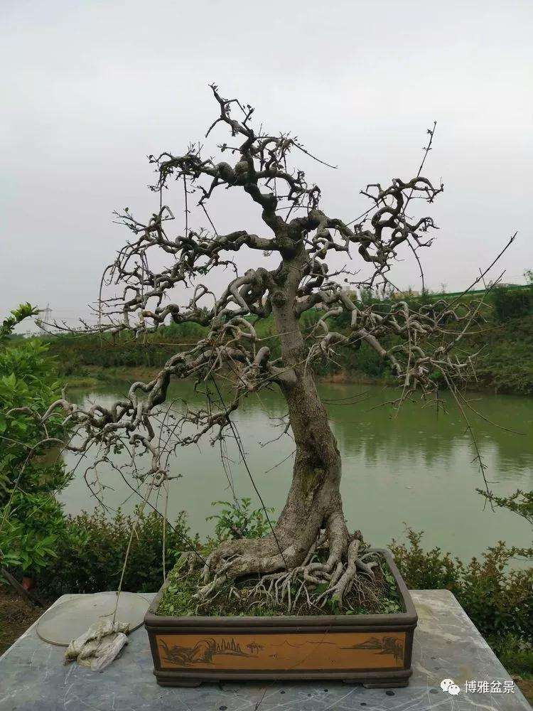 京山对节白蜡盆景轰在园博会上轰动全国