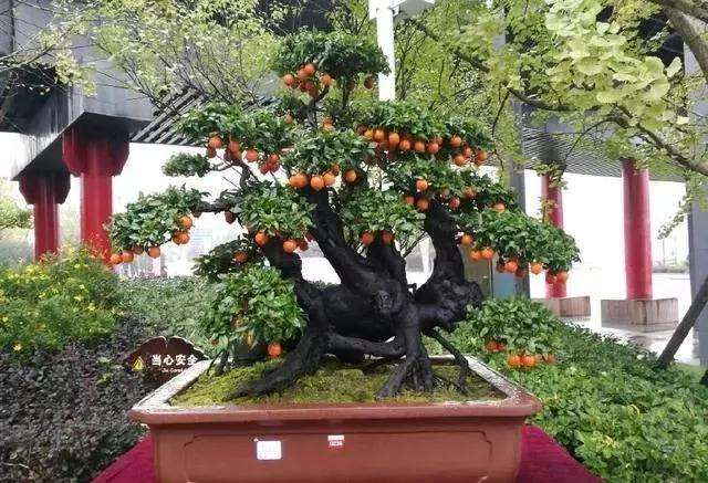 上面这盆金弹子盆景桩头是倒栽的