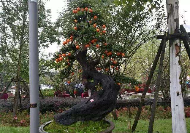 上面这盆金弹子盆景桩头是倒栽的